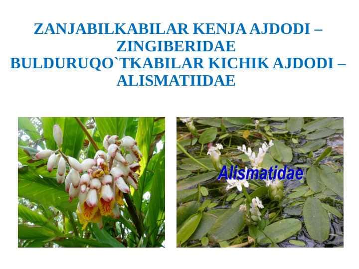 ZANJABILKABILAR KENJA AJDODI –ZINGIBERIDAE BULDURUQO`TKABILAR KICHIK AJDODI – ALISMATIIDAE