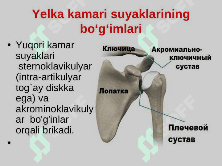 Qo`l -oyoq suyaklari 7