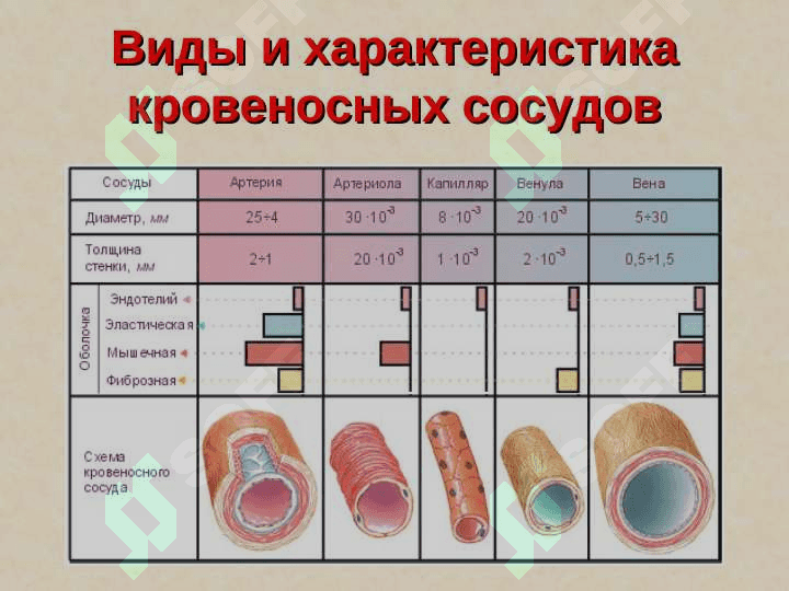YURАK | сердце 4