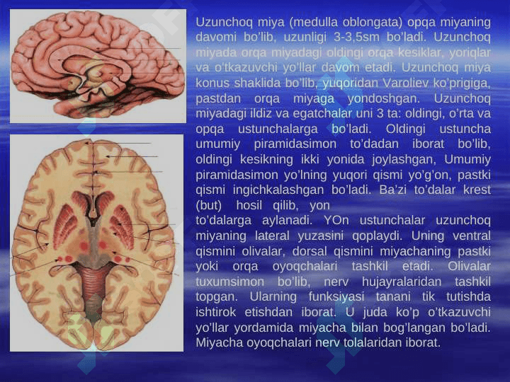 Bosh miya bo’laklarini tuzilishi 4