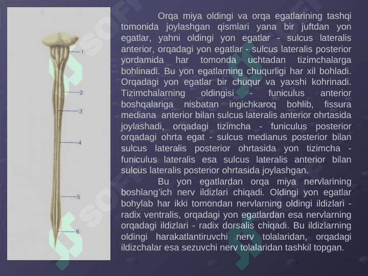 Orqa miyaning tuzilishi 3