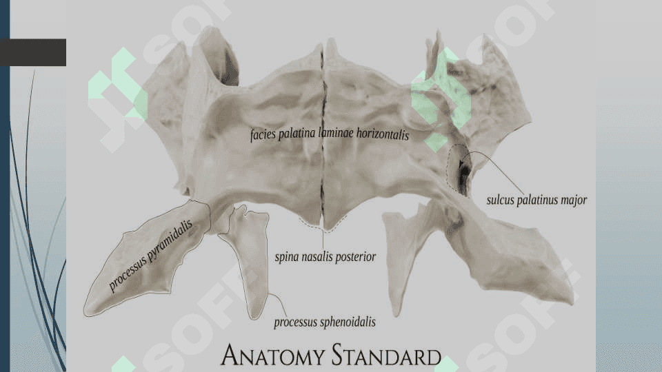Tanglay suyagi (os palatinum) 4