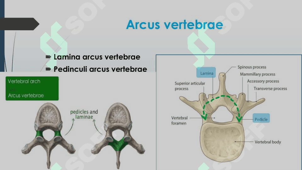 Umurtqalar (vertebrae) klassifikatsiyasi 4
