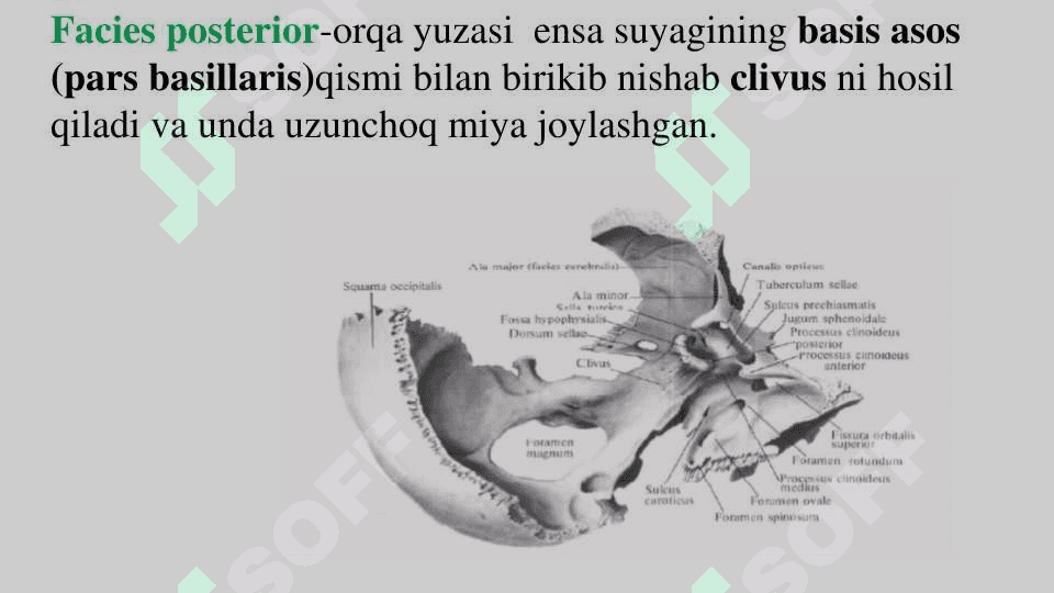 Ponasimon suyak 5