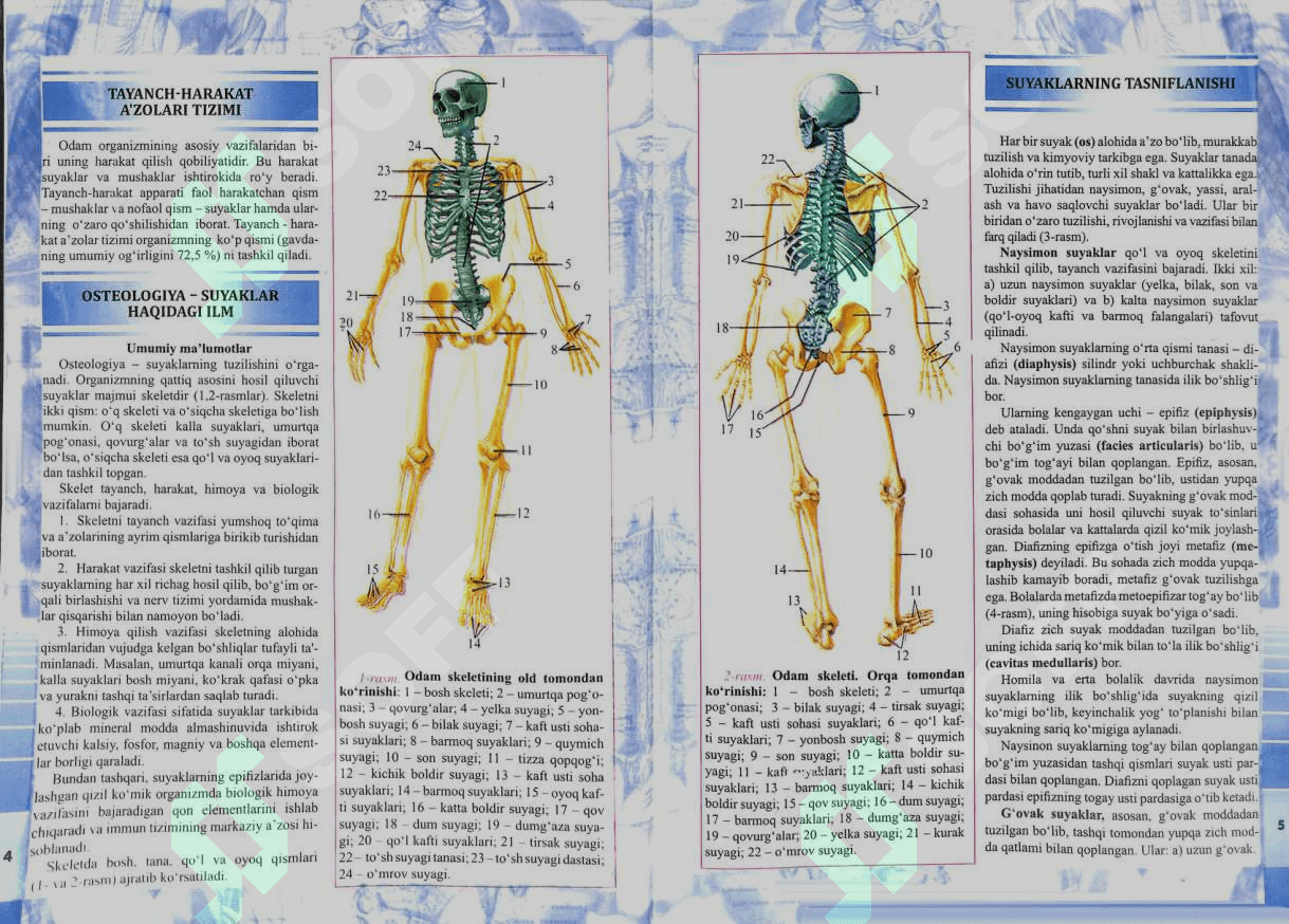 Anatomiya Atlasi 1-jild 4