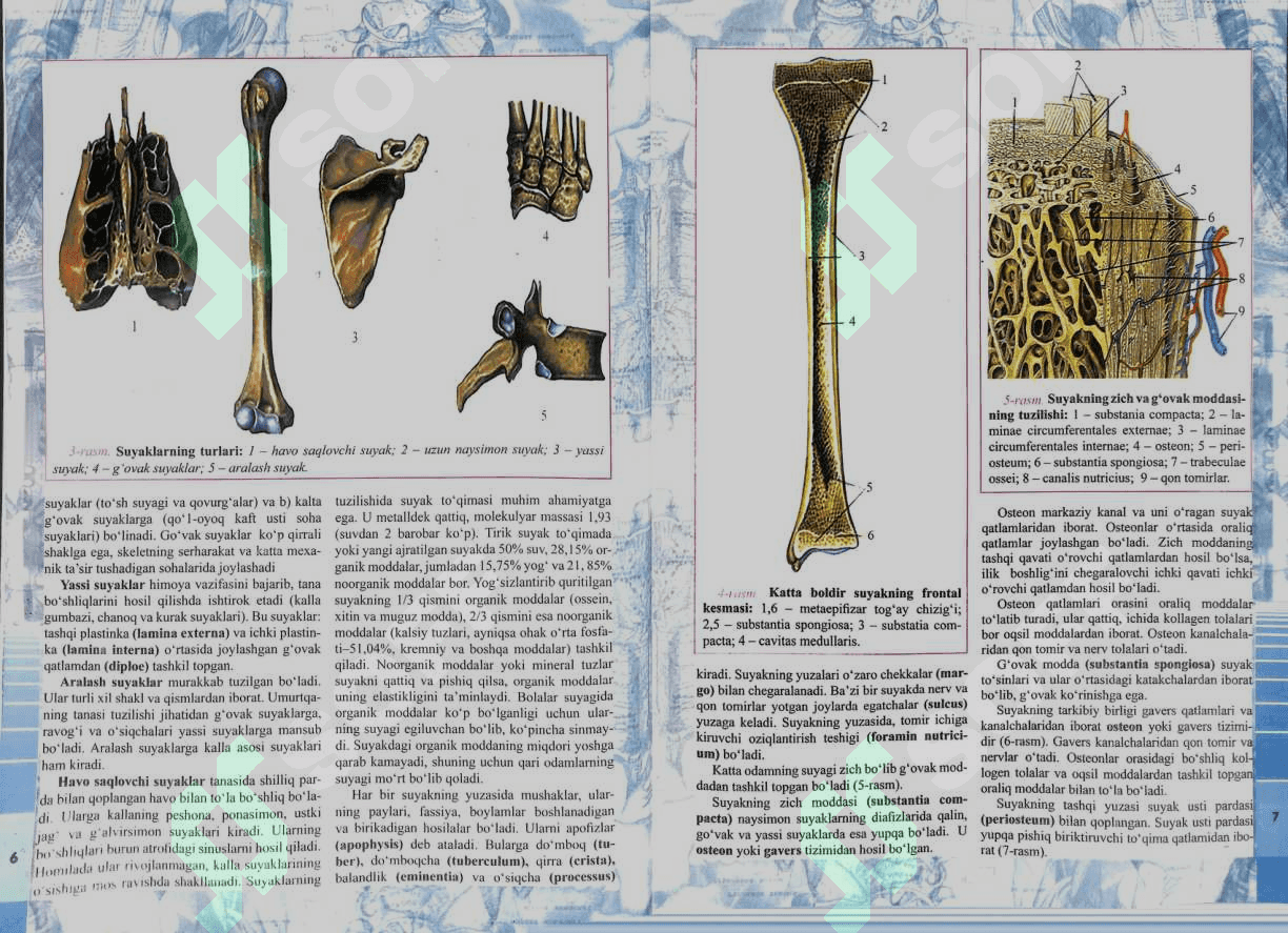 Anatomiya Atlasi 1-jild 5