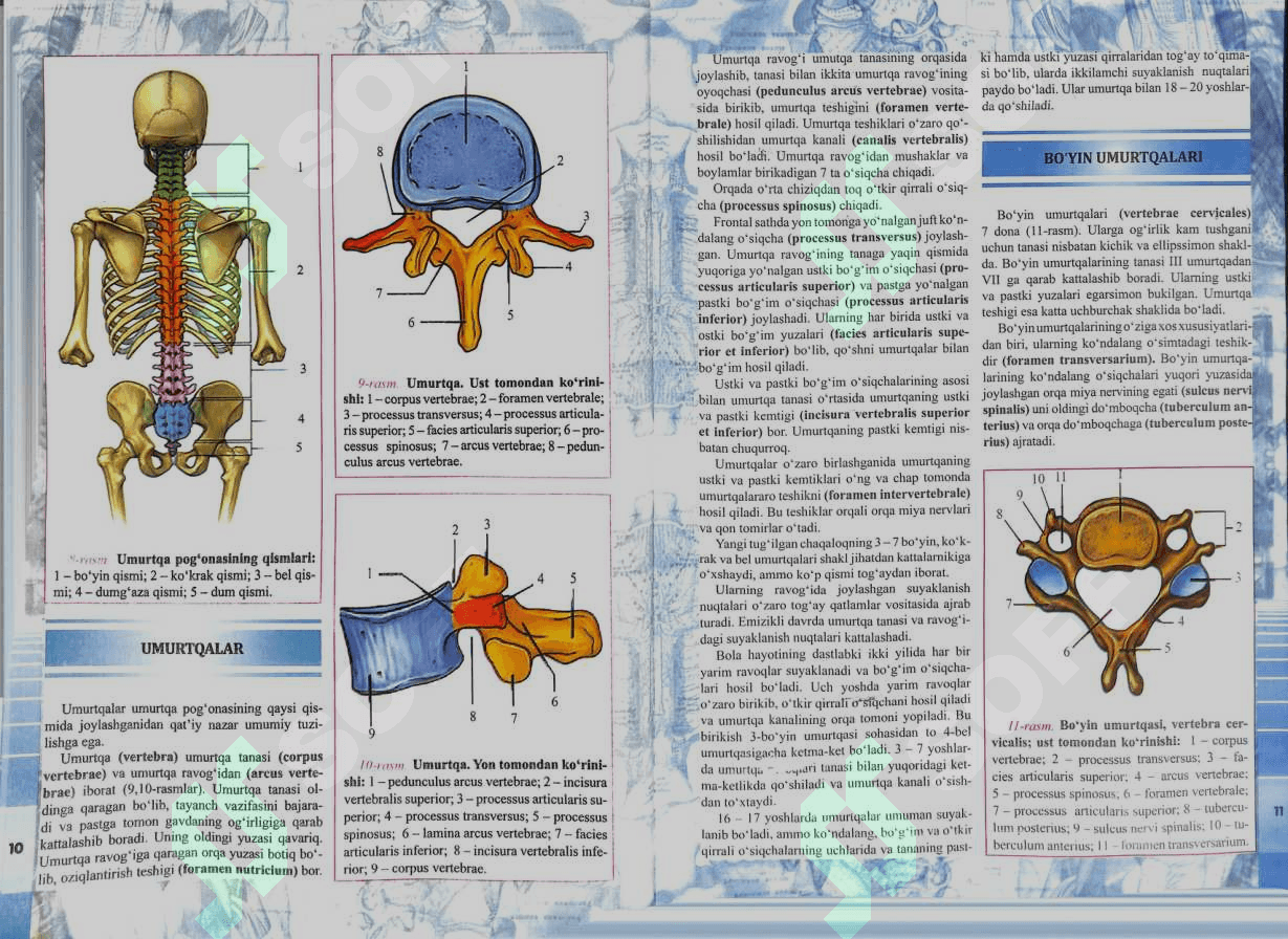 Anatomiya Atlasi 1-jild 7
