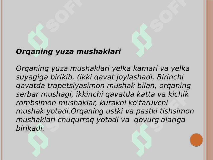 Orqa yuza va chuqur guruh mushaklari 2