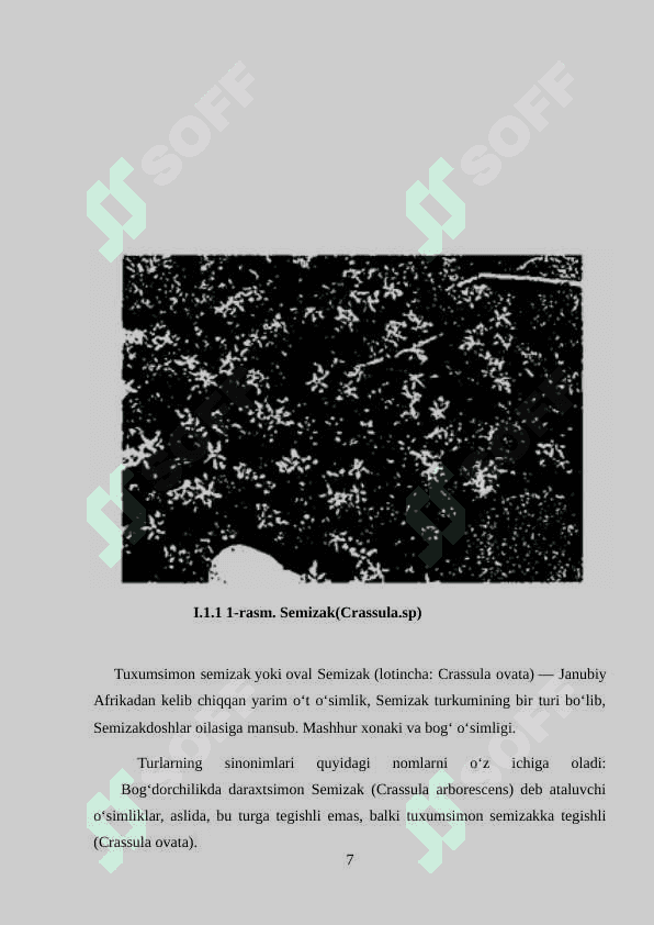 Semizakdoshlar oilasi.docx 7