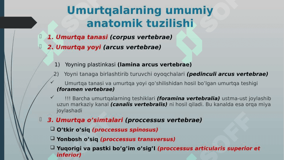 Umurtqa pog’onasi 3