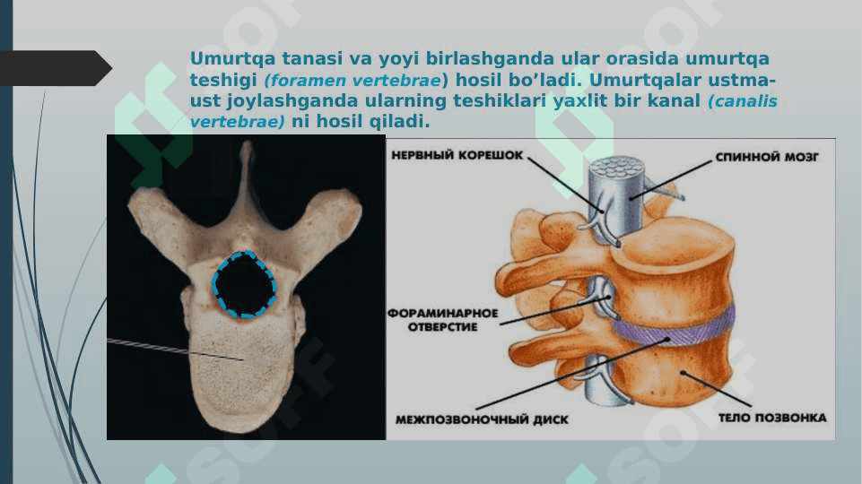 Umurtqa pog’onasi 6