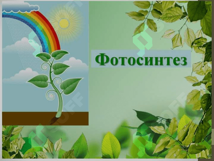 FOTOSINTEZ 4