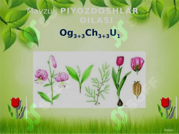 Piyozdoshlar oilasi 2