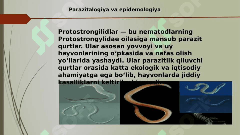 Protostrongilidlar 3