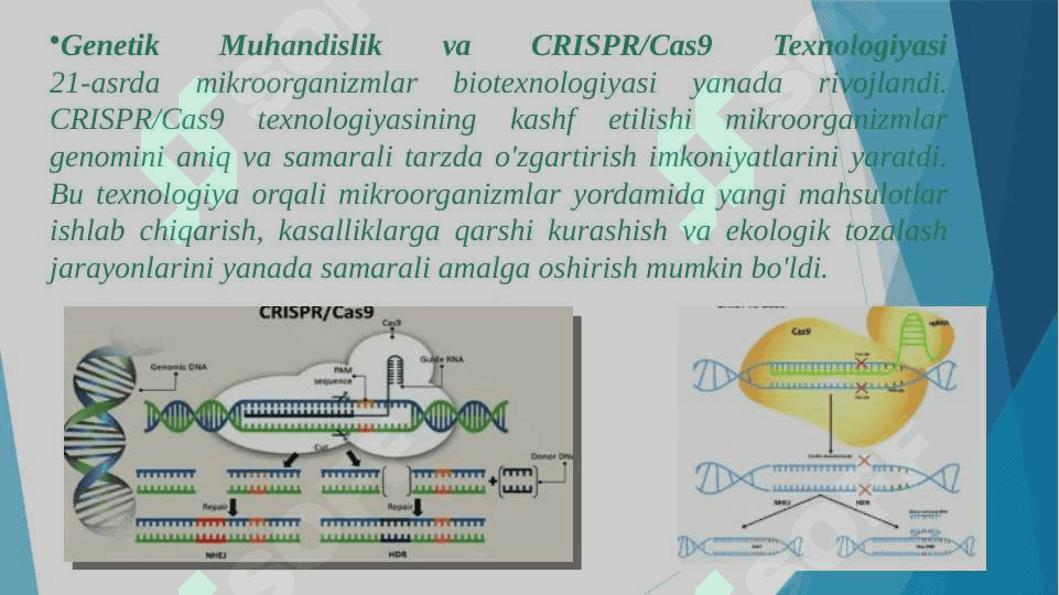 Mikroorganizmlar biotexnologiyasi 4