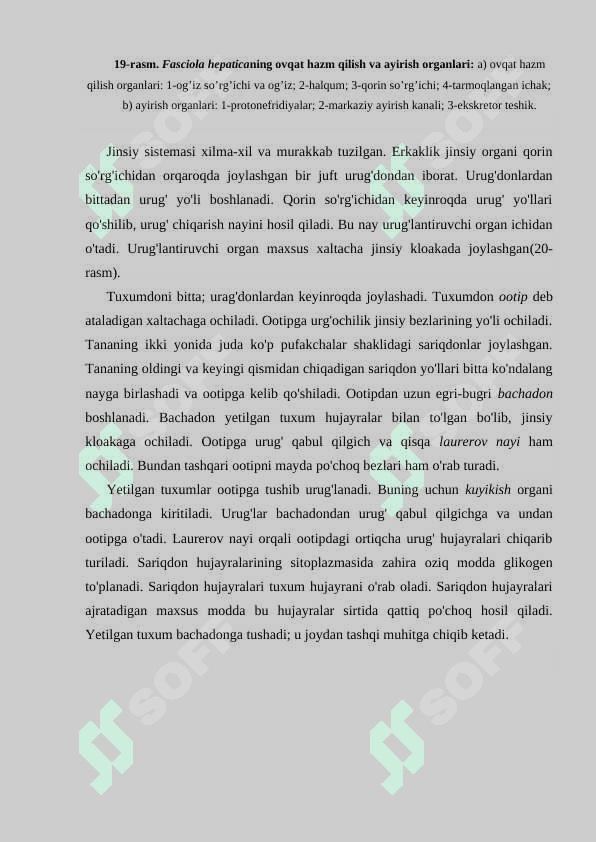 Yassi chuvalchanglar rivojlanish shakli- parazit  hayot mahsuli 7
