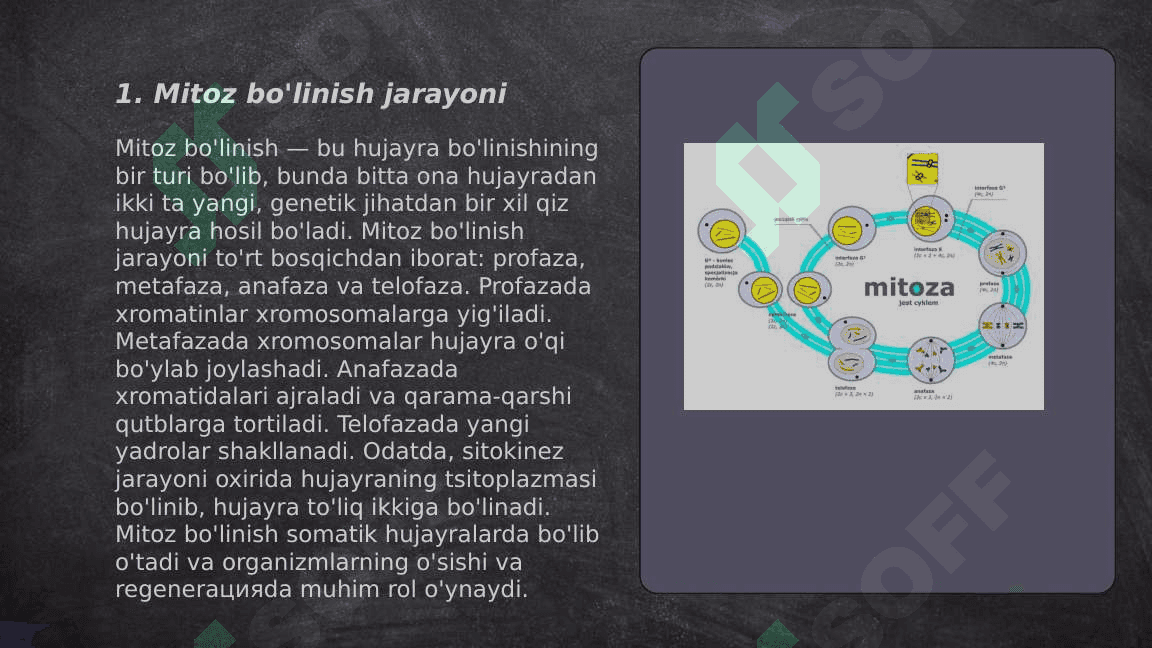 Mitoz va me’yoz sikllari.Patagen ta’sirlari. 3