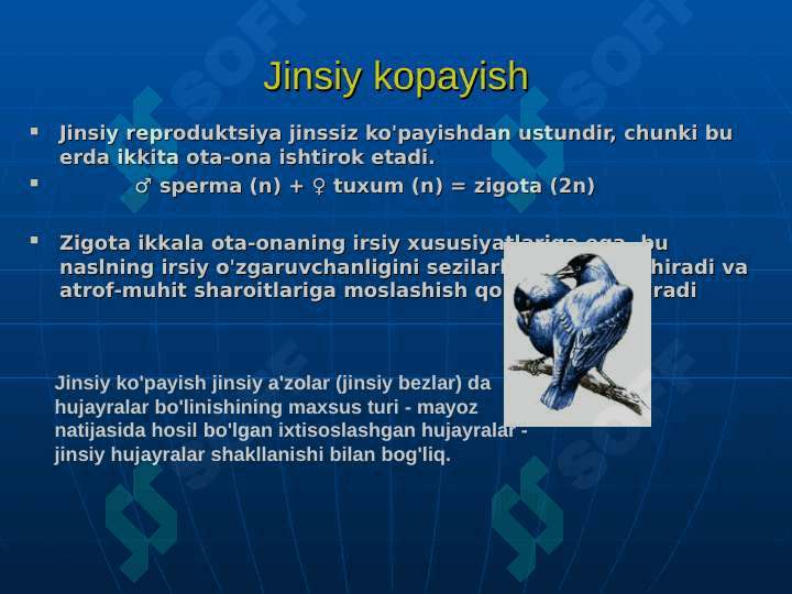 Meyoz va somatik jinsiy hujayra 3