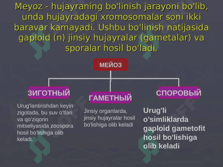 Meyoz va somatik jinsiy hujayra 4