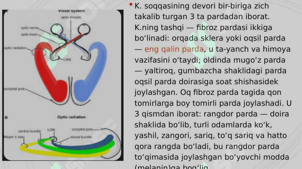 Koʻzning optik sistemasi va uning fizik xususiyatlari. 3