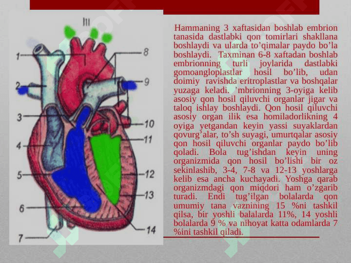 QON VA UNING TUZILISHI, UNING TARKIBIY QISMLARI 5