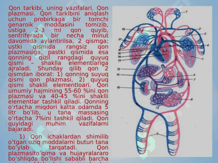 QON VA UNING TUZILISHI, UNING TARKIBIY QISMLARI 6