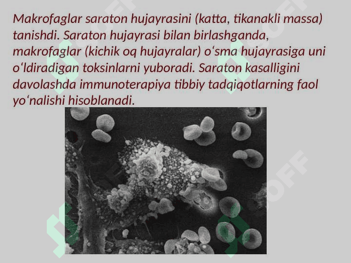 Immun tizimining shakllanishi va yoshga qarab o'zgarishi 6