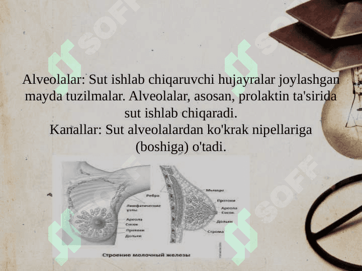 Sut bezlari faoliyatining boshqariluvi, sut bezlarining yoshga qarab o'zgarish 5