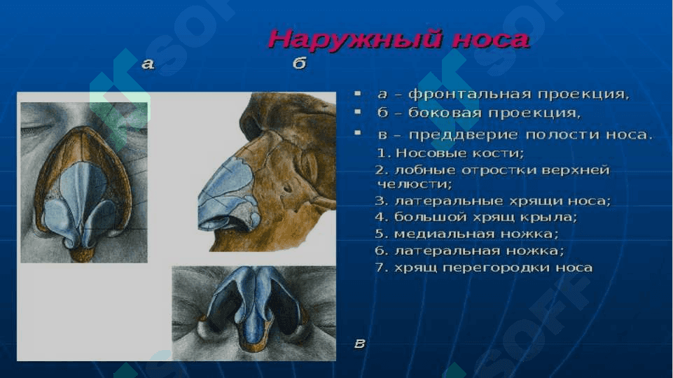 анатомо физиологические особенности носа 3