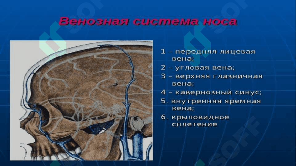 анатомо физиологические особенности носа 4