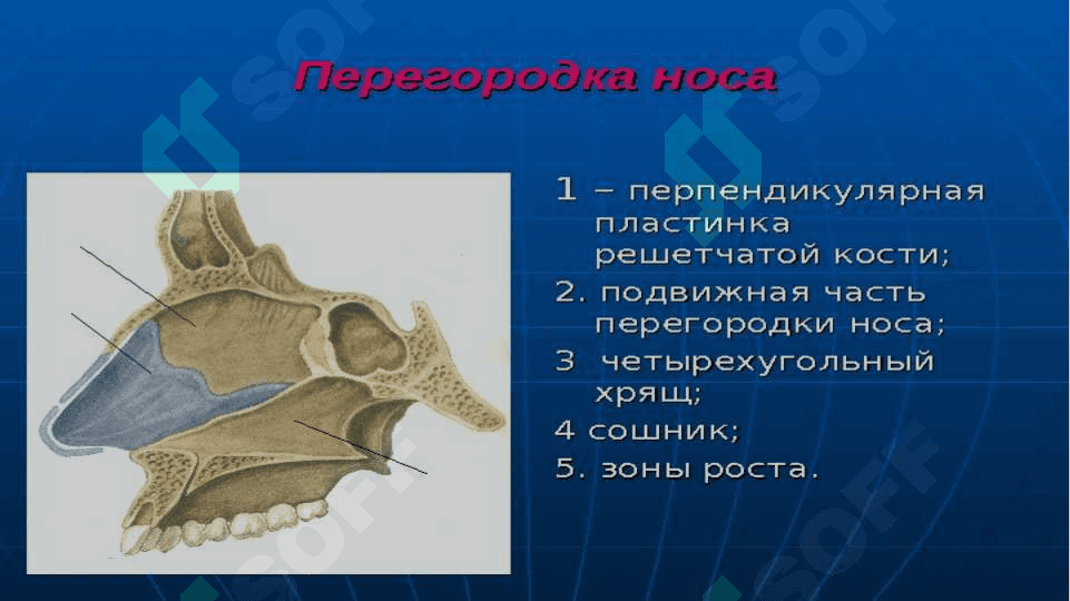 анатомо физиологические особенности носа 5