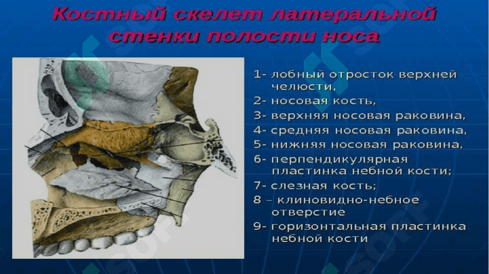 анатомо физиологические особенности носа 6