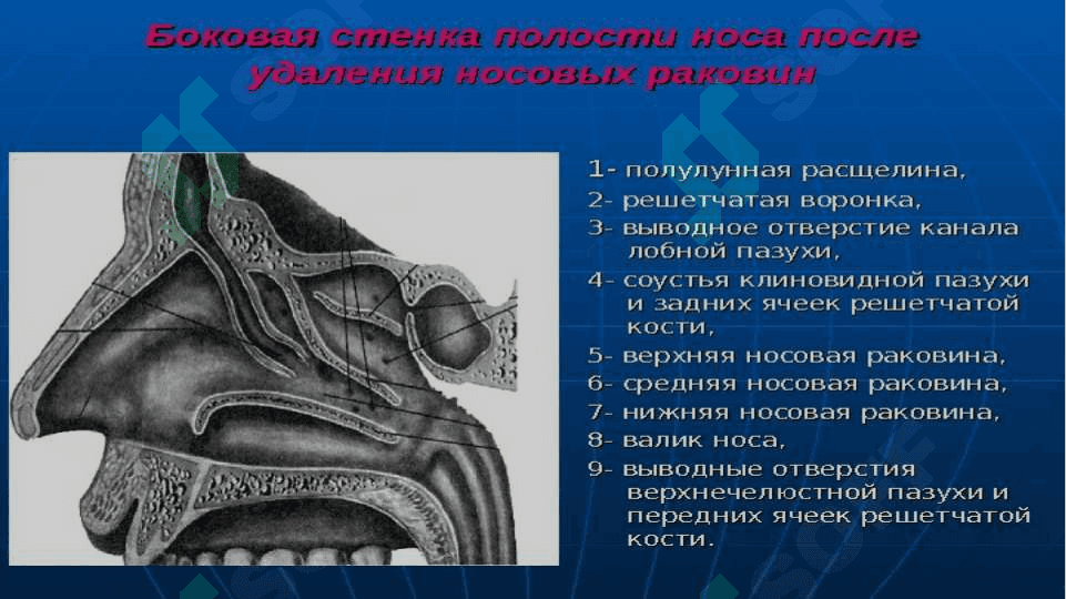 анатомо физиологические особенности носа 7