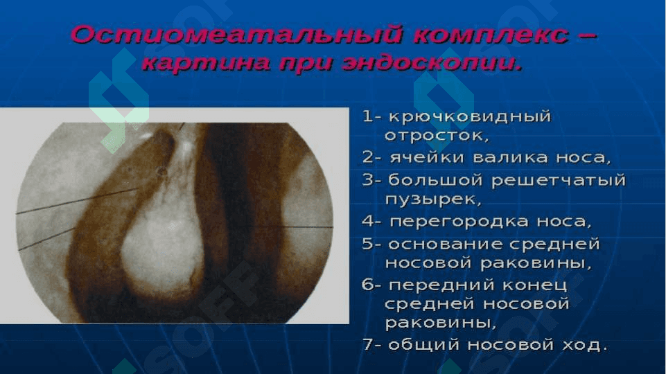 анатомо физиологические особенности носа 8