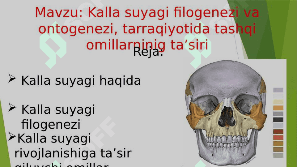 Kalla suyagi filogenezi va ontogenezi, tarraqiyotida tashqi omillarninig ta’siri 2