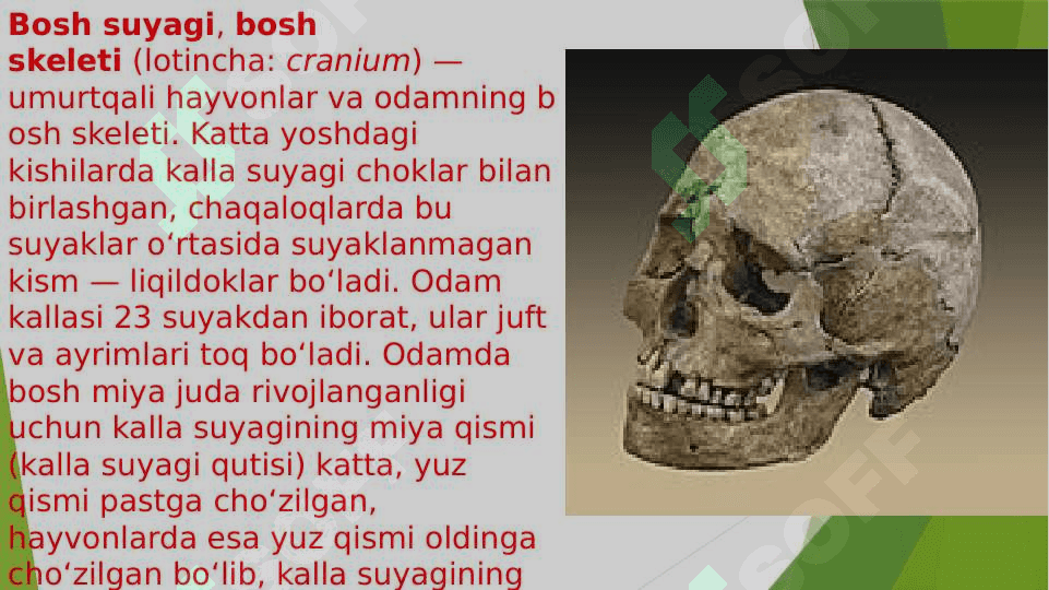 Kalla suyagi filogenezi va ontogenezi, tarraqiyotida tashqi omillarninig ta’siri 3
