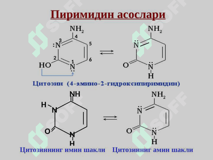 Nuklein kislotalar | Нуклеозидлар ва нуклеотидлар. Нуклеин кислоталар 7