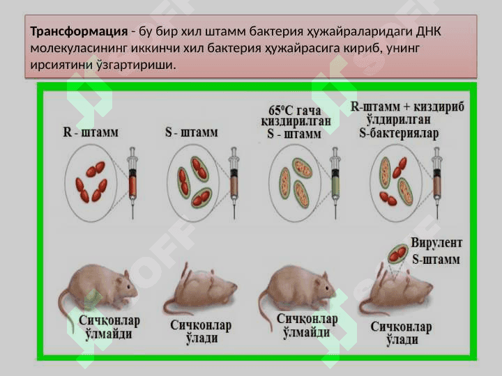 Irsiyatning molekulyar asoslari | Ирсиятнинг молекуляр асослари 6