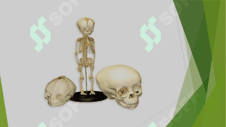 Bosh skeletining yosh xususiyatlari 4