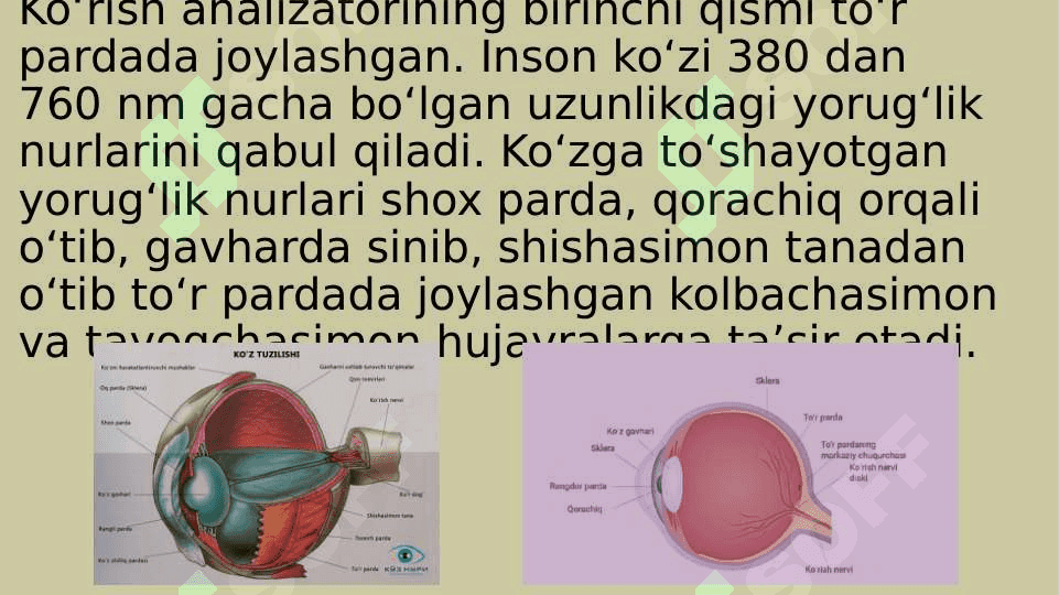 Ko’ruv analizatori. Ko’zning optik tizimi 3
