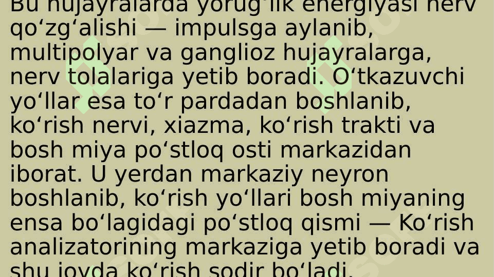 Ko’ruv analizatori. Ko’zning optik tizimi 4