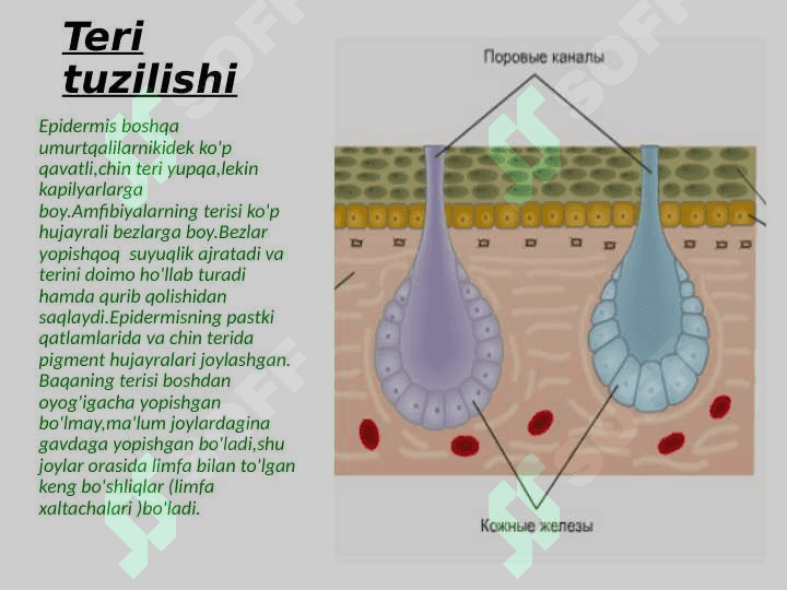 Suvda hamda quruqlikda yashovchilar sinfi 7