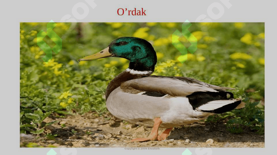 Uchib ketuvchi qushlar asosiy turlarining hayoti 5