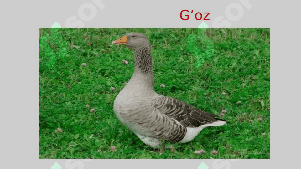 Uchib ketuvchi qushlar asosiy turlarining hayoti 8