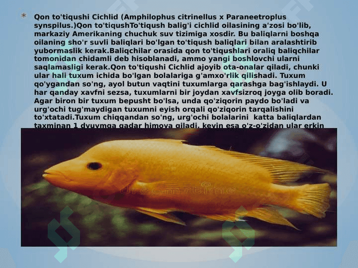 Baliqlarning ko’payishi va nasl haqida g’amxo’rligi 6