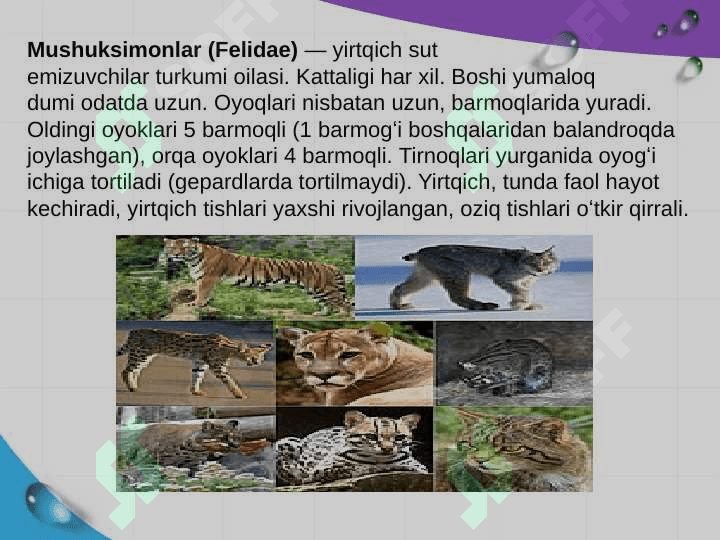 Mushuksimonlar hayot kechirishi va tarqalishi. 3