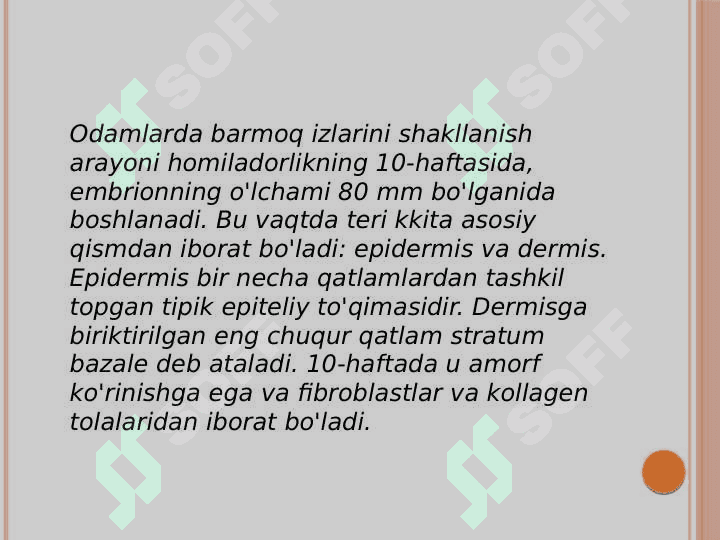 Dermatoglifika 4