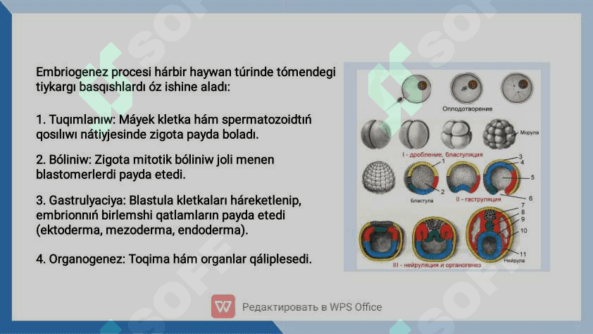 Embriologiya qaraqalpaq tilinde 3