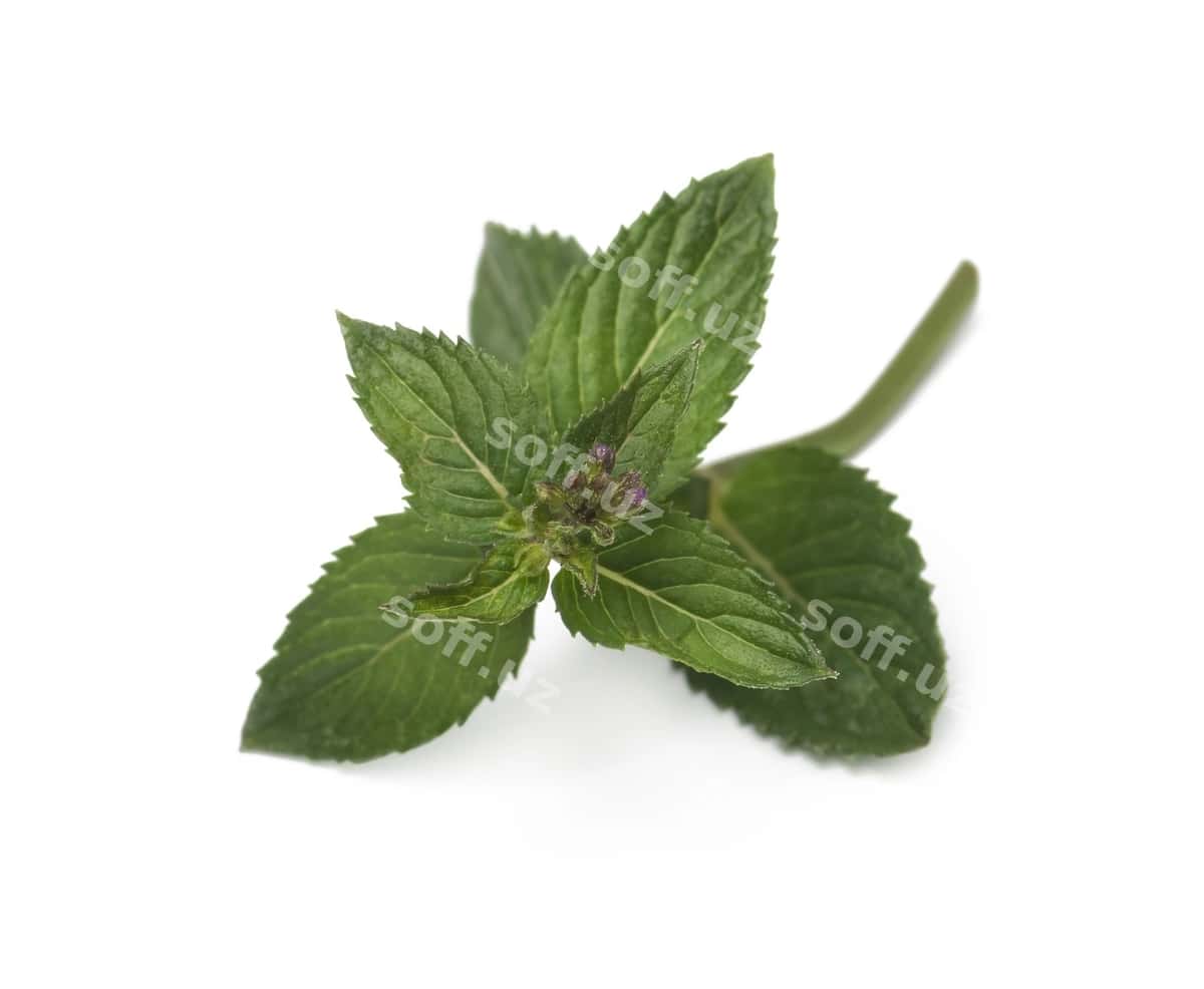 Yangi yashil nane varatlari oq ajraltirilgan | Fresh green mint leaves isolated white 1