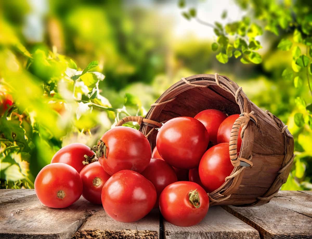 Yangi pomidor savati | Fresh tomato basket 1